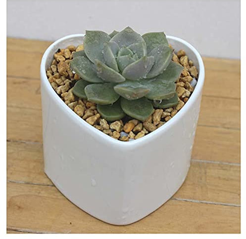 Liudan Pflanztopf Herzförmige Pflanzentöpfe, Mini sukkulente Pflanzer handgefertigte Keramik Blumentopf Netter Pflanzer für Pflanzen Blume Kaktus, Wohnkultur Blumenübertopf