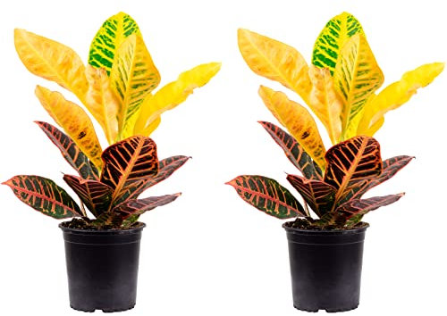 2er-Set Wunderstrauch 'Petra' - echte Zimmerpflanze, Codiaeum Petra - Höhe ca. 40 cm, Topf-Ø 13 cm