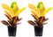 2er-Set Wunderstrauch 'Petra' - echte Zimmerpflanze, Codiaeum Petra - Höhe ca. 40 cm, Topf-Ø 13 cm