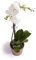 Cool Green - Planta natural - Orquidea Blanca - Apta para Mascotas