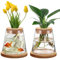 2 Jarrones Hidropónicos de Cristal con Base y Tapones de Corcho, Jarrón Transparente de Escritorio, Macetas Hidropónicas, para Decoración de Mesa
