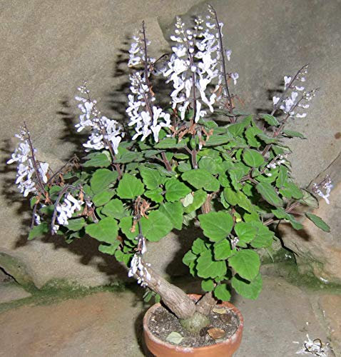 Portal Cool Plectranthus Ernstii Karnevalpflanze 1 x Schnitt Clon 4 - 5 cm Propagaci3n Xpc