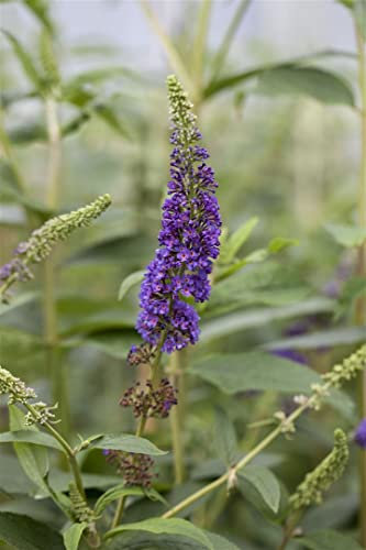Buddleja davidii 'Empire Blue' 80-100 cm - Schmetterlingsflieder, blaue Blüten, Blütezeit Juli-September, Schmetterlingsmagnet, pflegeleicht und winterhart