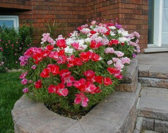 Ketsicart Flower Seeds : Godetia- Azalea Double Flowered Mix Seeds for Small Pot Seeds for Kitchen Garden (8 Packets) Garden Plant Seeds
