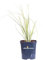 Pianta di Erba della Pampas Pianta di Cortaderia Selloana pianta da esterno pianta da giardino pianta graminacea Cortaderia ornamentale pianta vera venduta da eGarden.store (Splendid Star v.17 cm)