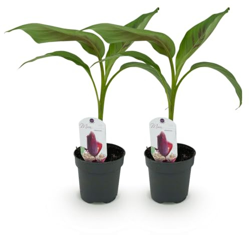 GreenboutiQ - Obstpflanze - Bananenpflanze - Musa sikkemensis Red Tiger - Winterhart - 2 Pflanzen - Topf 12cm Höhe 30cm