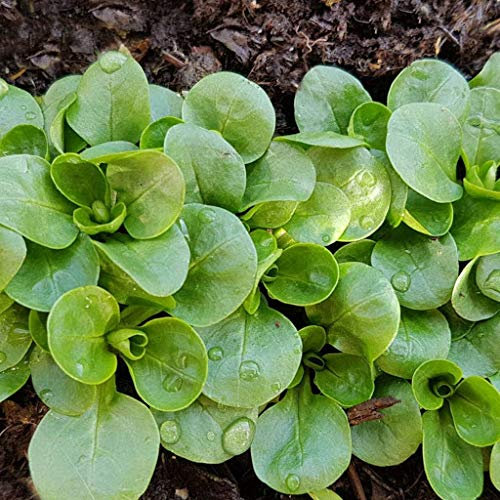 Genipap 5 Stück Lagerstroämie Indischer Flieder Krepp Myrte Lagerstroämie Indica Blumensamen