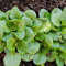 Genipap 5 Stück Lagerstroämie Indischer Flieder Krepp Myrte Lagerstroämie Indica Blumensamen