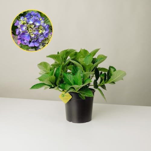 Plantì HYDRANGEA MACROPHYLLA. Ortensia da giardino, vaso da 19 cm. Piante vere per esterno con fiori blu vivaci e fogliame verde lussureggiante. 6 mesi di concimazione inclusi (Blu)