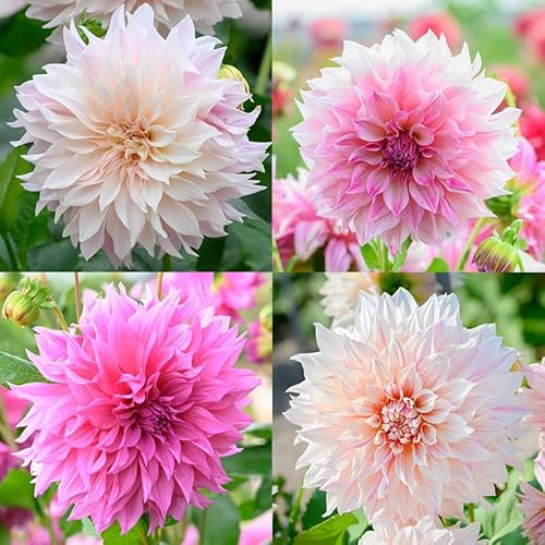 Riesen Dahlien Mischung „Café au lait“ | 4 Stück | Blumenzwiebel | Knolle | Gemischt | Rosa | Weiß | 100% Blütegarantie | QFB Gardening