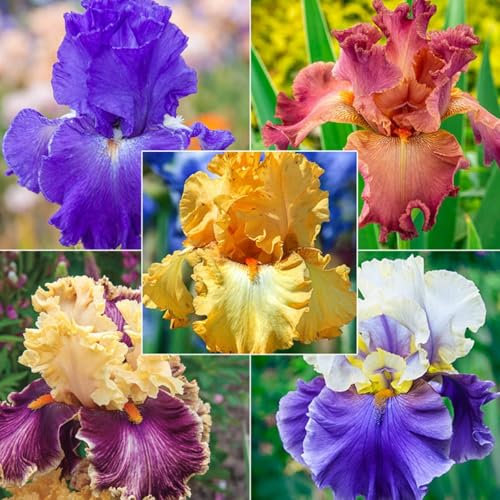 Bulbi di iris,grazia,pianta subito,Decorazione del giardino,bulbi di fiori perenni resistenti,rizomi di iris,Decorazione per la casa,Mix di iris e iris resistenti.-10 bulbi-I