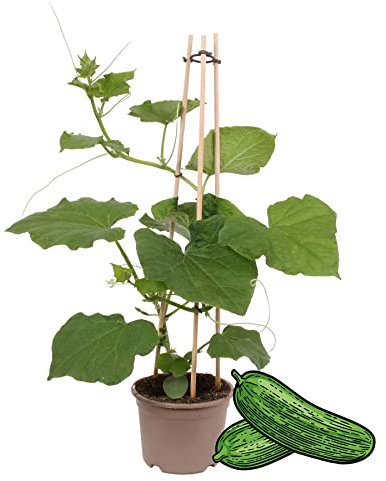 Gurkenpflanze Snack Cucumber - für Balkon und Garten - 14cm Topf - Gemüse-To-Go