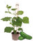 Gurkenpflanze Snack Cucumber - für Balkon und Garten - 14cm Topf - Gemüse-To-Go