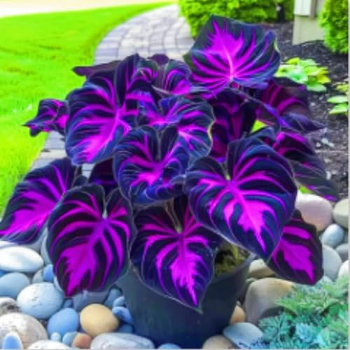 Rare Plants Hostas Garden Flowers Easy to Grow Wedding Flowers-6bulbs-b