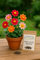 25 semillas para sembrar - El ático de abundancia - Dalia de flores simples Rigoletto - Dahlia variabilis Rigoletto