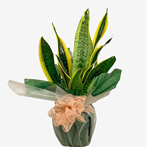 Sansevieria Mother-In-Law's Tongue Live Indoor Plant for Office, Home, Bedroom, Kitchen and Living Room, Air-Purifying Houseplant