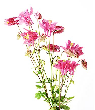 Akelei Samen Rosa - Aquilegia Vulgaris - Columbine Exotische Zimmerpflanzen Wanddeko Pflanzen Blumenwiese Mehrjährig Historisches Saatgut Gartenpflanzen Bonzai Geschenke Garten Balkongarten 30 Stück