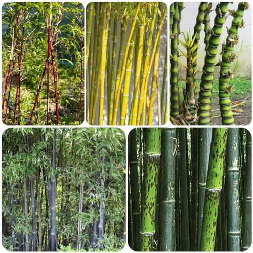 bambus samen stauden kübelpflanzen winterhart mehrjährig - seltene pflanzen - bambus samen winterhart bambuspflanze hochbeet für balkon balkonpflanzen winterharte kübelpflanzen saatgut 20pcs