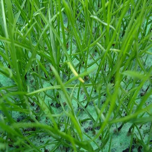 TURFquick biologisch abbaubares Saatvlies mit Rasensaat und Premium Dünger | perfekte Alternative zu Rollrasen | schnell wachsender Rasen Samen (40 m²)