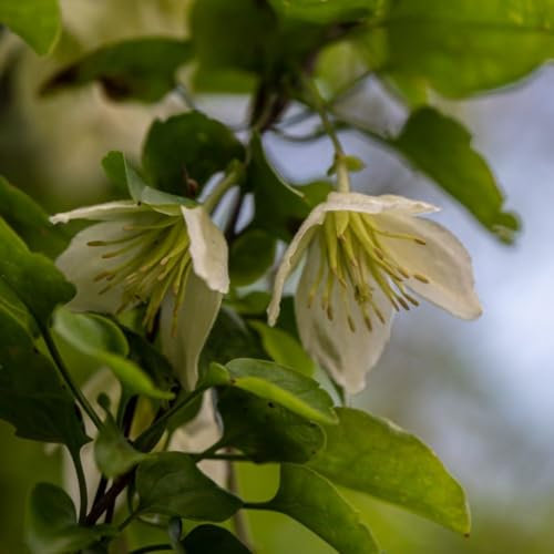 Evergreen Clematis 'Jingle Bells' - Winter-Flowering Vine with Fragrant Bell-Shaped Blooms - Hardy Perennial for Containers and Borders - 1x 3 Litre Pot by Thompson and Morgan