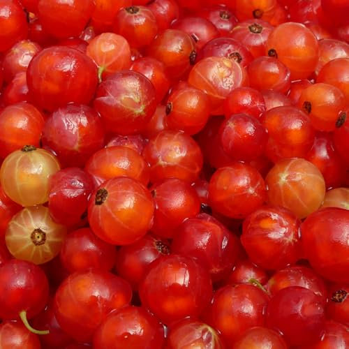 50 piezas Semillas de grosella - Semillas de bonsái Semillas de plantas exóticas Grosella espinosa - semillas de grosella - Plantas verdes Plantas de interior Semillas Variedades antiguas