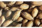 Pianta vera di Noce pecan Wichita