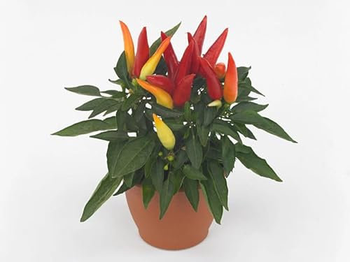 Peperoncino Capsicum Hot Joker | Pianta di Peperoncino Ornamentale e Commestibile | Frutti Colorati | Piccantezza Media | Coltivazione Facile