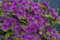 Portal Cool Azalea Japonica Geisha Viola