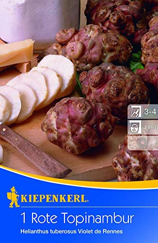 Rote Topinambur (Helianthus tuberosus), Keulenförmige kräftig violette Knollen, zu verwenden wie Kartoffeln
