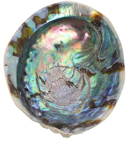 STOBAZA Abalone-Muschel Nautilus-Schale Weißes Schalen Für Das Handwerk Muscheln Masse Aquariumdekoration Aschenbecher Weiße Verzierung Masse Ornamente Kleine Muscheln Hülse