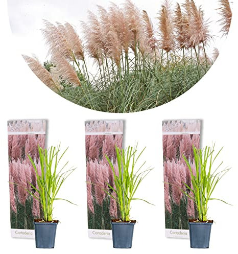 Bloomique - 3er-Set - Cortaderia Rosea - Rosa Pampasgras - Ziergras - Winterhart - Höhe 20-30 cm - Topf 9 cm