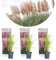 Bloomique - 3er-Set - Cortaderia Rosea - Rosa Pampasgras - Ziergras - Winterhart - Höhe 20-30 cm - Topf 9 cm