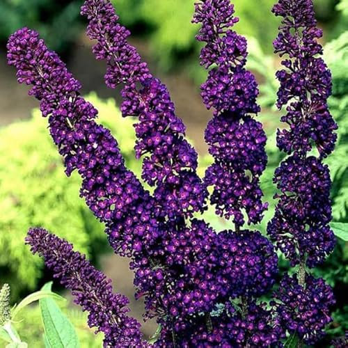 3 x Sommerflieder 'Black Knight' - Buddleja Davidii 'Black Knight' 40-60 cm im Container - Der Schmetterlingsbaum 'Black Knight'