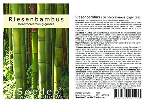 Seedeo® Riesenbambus (Dendrocalamus gigantea) 60 Samen