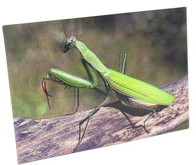 Cornelißen naTierliche Geschenke Cornelissen 3D-Postkarte Gottesanbeterin, Wackelkarte Hologrammkarte, Ansichtskarte und Grußkarte, Insektenmotiv, 16 x 11 cm