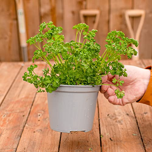 Krausblättrige Petersilie - Küchenkraut | Gemüsegartenpflanze | Kulinarische Küche Frische aromatische Kräuter, die Sie leicht selbst anbauen können