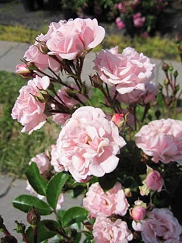 Kletterrose Rosenholm® - Rosa Rosenholm® - zartrosa - Duft++ - Poulsen-Rose