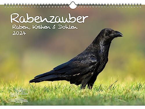 Rabenzauber Raben, Krähen und Dohlen DIN A3 Kalender für 2024 - Geschenkset Inhalt: 1x Kalender, 1x Weihnachtskarte (insgesamt 2 Teile)