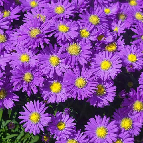20 pcs Astern Samen - Aster Tataricus Samen bienenweide saatgut mehrjährig, geschenke für gartenfreunde Astern Winterhart Mehrjährig Pflanze - wiesensaatgut, garten geschenk, bienenfreund