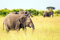 adrium Acryl-Bild 50 x 30 cm: Safari ? Tour zum berühmten kenianischen Reservat Masai Mara, Kenia. Wilde Tiere im natürlichen Lebensraum. Afrikanische (123887021)