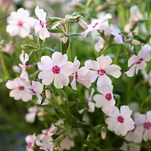 Pianta vera di Phlox subulata Amazing Grace - Diametro Vaso Ø 10 cm