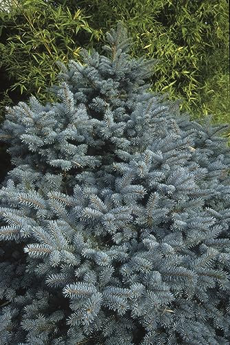 25 Samen Blaue Stech Fichte Picea pungens, Fichten Samen Nadelbaum