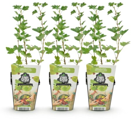 GreenboutiQ - Obstpflanzen - Stachelbeere - Ribes uva-crispa Hinnonmaki Grün - Winterhart - 3 Pflanzen - Topf 9 cm - Grüne Beere