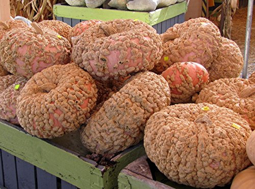 Galeux D‘Eysines Squash, (Erdnuss-Kürbis), Cucurbita Maxima, 30 Samen