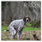 Hundekot-Kalender 2021, 30,5 x 30,5 cm, lustiges Geschenk, weißer Elefant, Gag Geschenk, Wichteln