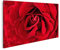 islandburner Tableau sur toile Gros plan de rose rouge Cadre Affiche Poster Murale Tableaux