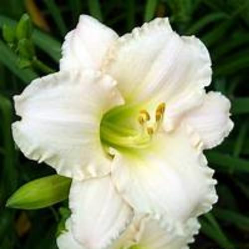 Hemerocallis bulbos,azucenas plantas,bulbos de azucenas olorosas,flores perennes,azucenas bulbo blanco,Plantas de interior al aire libre,Excelente efecto ornamental,Fragante.-5 bulbos-B