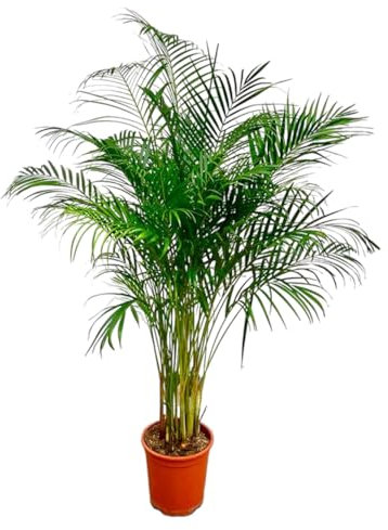 Dypsis Lutescens (Areca Palm) - 140-160cm - Ø27cm - Zimmerpflanze - Immergrün