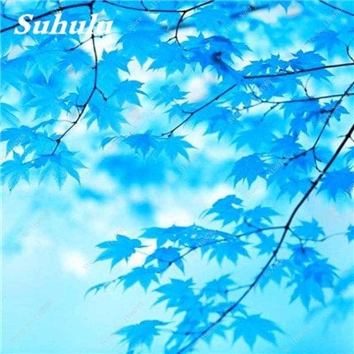 50 PC Seltene China Bule Ahorn Bonsai-Baum-Samen, Rare Sky Blue Maple Balkonpflanzen Schöne Maple Leafs Für Hausgarten 4
