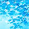 50 PC Seltene China Bule Ahorn Bonsai-Baum-Samen, Rare Sky Blue Maple Balkonpflanzen Schöne Maple Leafs Für Hausgarten 4